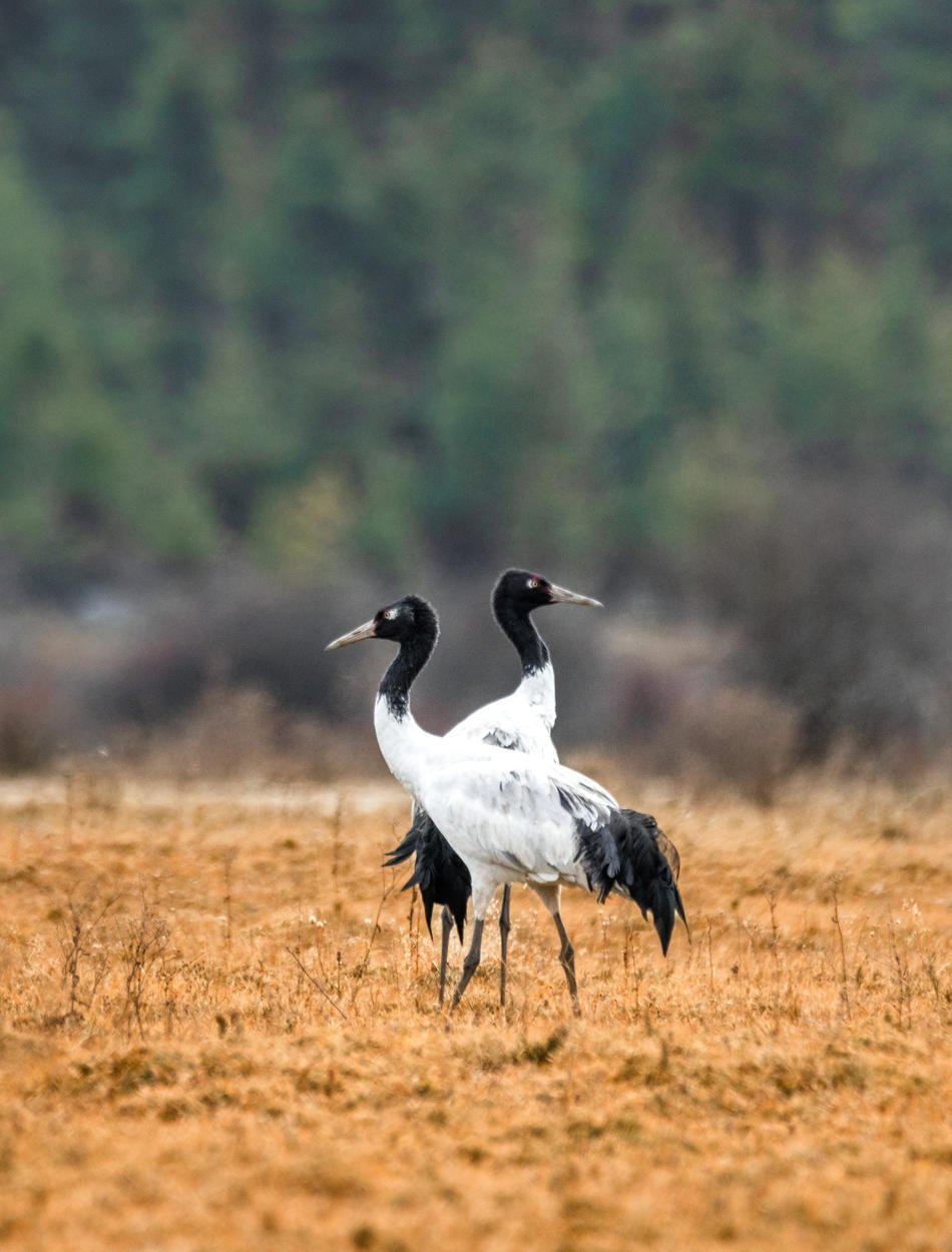 amankora-bhutan-gangtey-black-necked-cranes.jpg