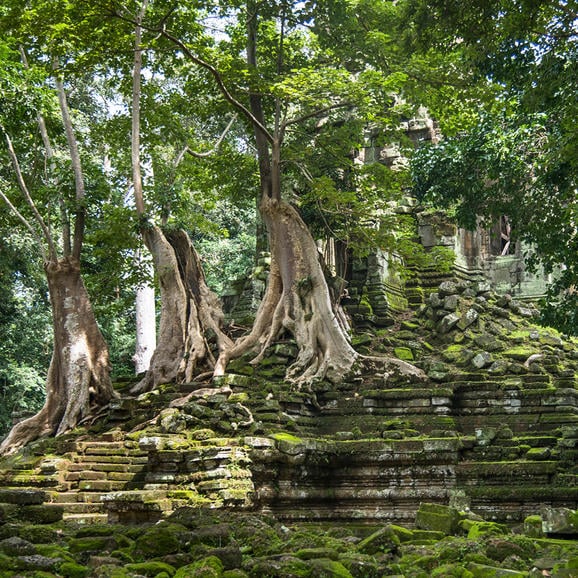 Amansara, Cambodia - Forest, trees