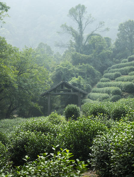 Amanfayun - Luxury Resort & Hotel in Hangzhou, China - Aman